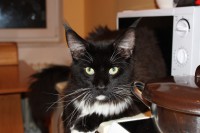 /album/orlando-baccaracoon-cz/img-0031-jpg/