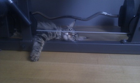 unavená z posilování